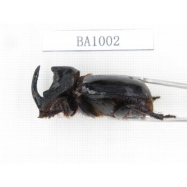 Dynastidae sp. Indonesia, C of Kalimandan Island. 1Pcs. BA1002.