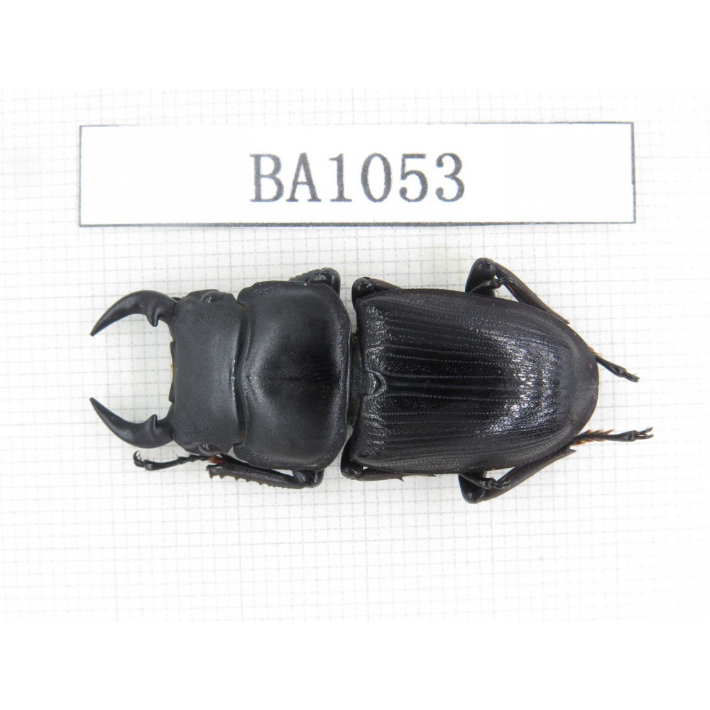 Dorcus sp. China, Guizhou, Qiandongnan, Mt.Leigongshan. 1Pcs. BA1053.