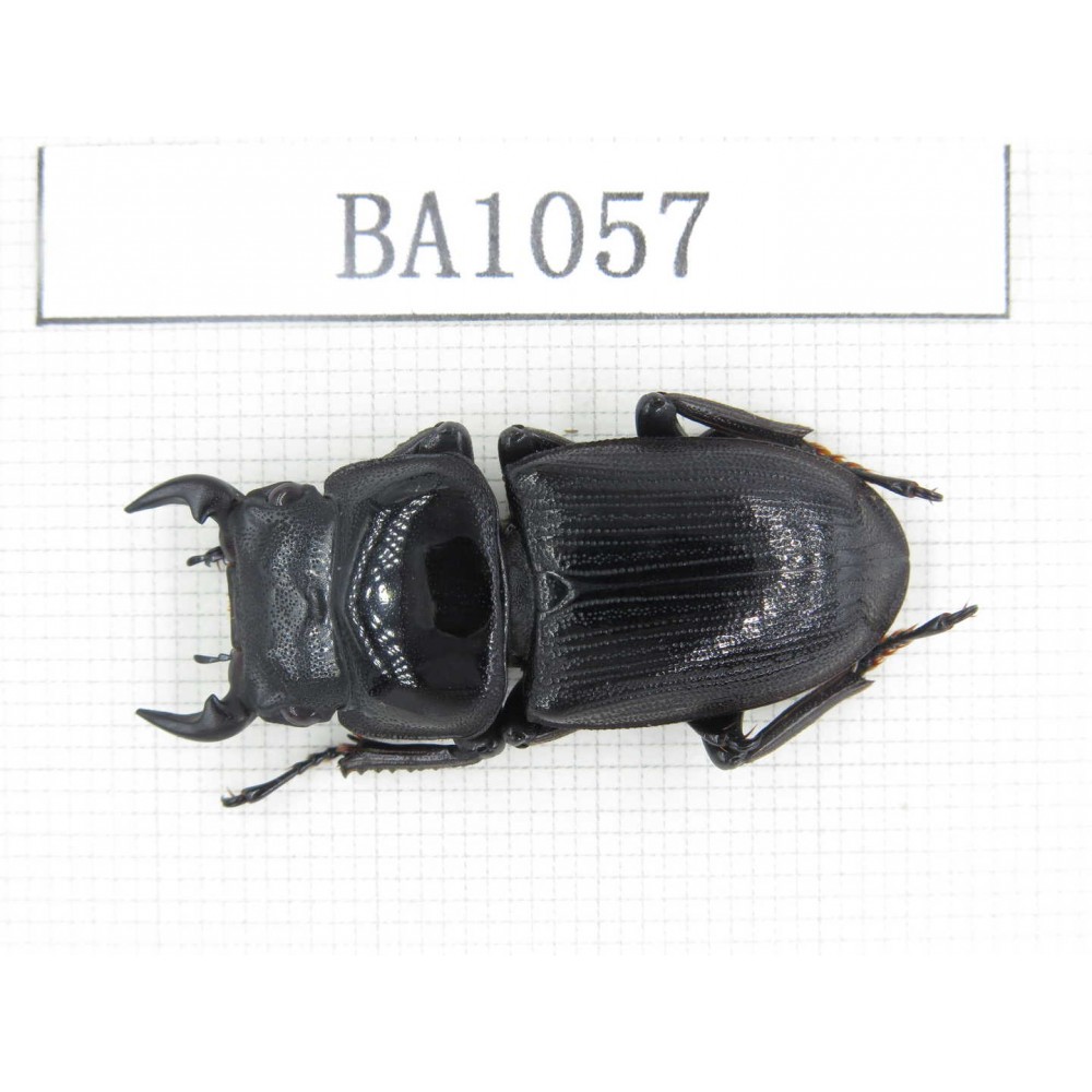 Dorcus sp. China, Guizhou, Qiandongnan, Mt.Leigongshan. 1Pcs. BA1057.