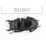 Dorcus sp. China, Guizhou, Qiandongnan, Mt.Leigongshan. 1Pcs. BA1057.