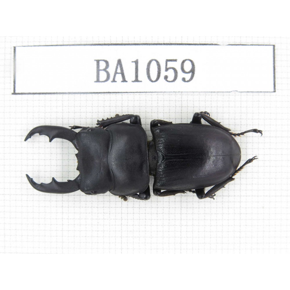 Dorcus sp. China, Guizhou, Qiandongnan, Mt.Leigongshan. 1Pcs. BA1059.