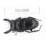 Dorcus sp. China, Guizhou, Qiandongnan, Mt.Leigongshan. 1M. BA1080.