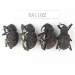 Curculionidae sp. China, Guizhou, Qiandongnan, Mt.Leigongshan. 4Pcs. BA1102.