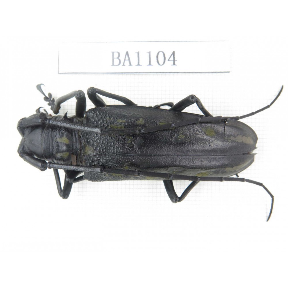 Cerambycidae sp. China, Guizhou, Qiandongnan, Mt.Leigongshan. 1Pcs. BA1104.