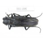 Cerambycidae sp. China, Guizhou, Qiandongnan, Mt.Leigongshan. 1Pcs. BA1104.