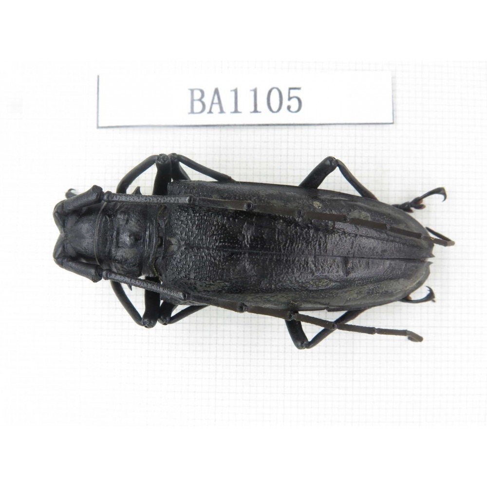 Cerambycidae sp. China, Guizhou, Qiandongnan, Mt.Leigongshan. 1Pcs. BA1105.