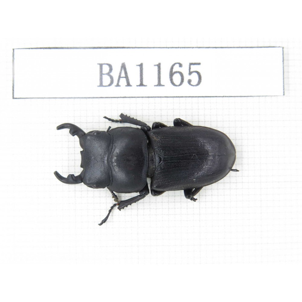 Dorcus sp. China, Guizhou, Qiandongnan, Mt.Leigongshan. 1M. BA1165.