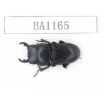 Dorcus sp. China, Guizhou, Qiandongnan, Mt.Leigongshan. 1M. BA1165.
