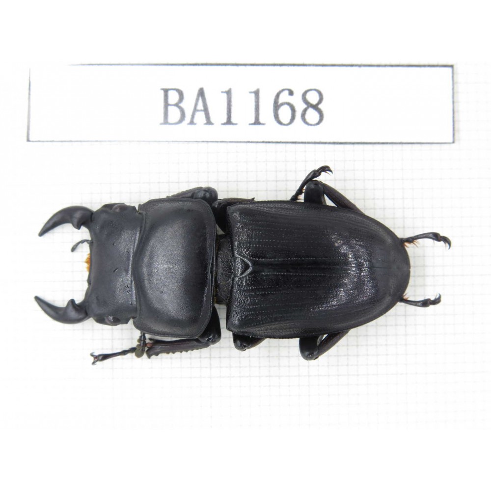 Dorcus sp. China, Guizhou, Qiandongnan, Mt.Leigongshan. 1M. BA1168.