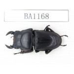 Dorcus sp. China, Guizhou, Qiandongnan, Mt.Leigongshan. 1M. BA1168.