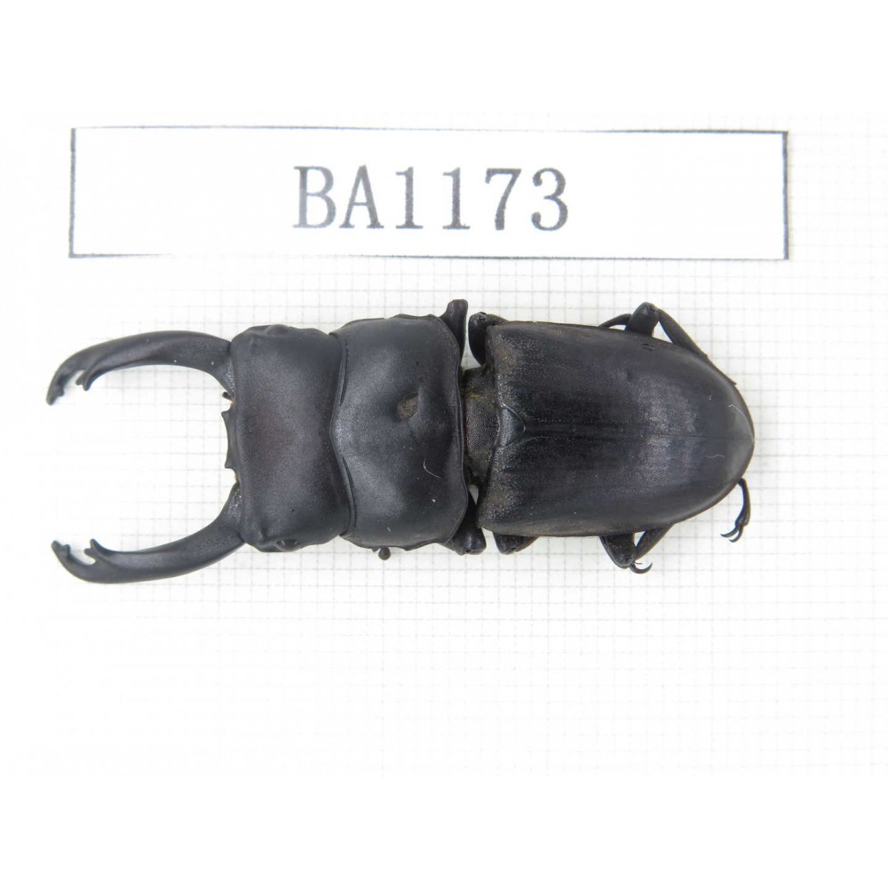Dorcus sp. China, Guizhou, Qiandongnan, Mt.Leigongshan. 1M. BA1173.
