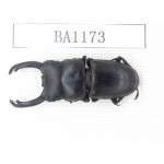 Dorcus sp. China, Guizhou, Qiandongnan, Mt.Leigongshan. 1M. BA1173.