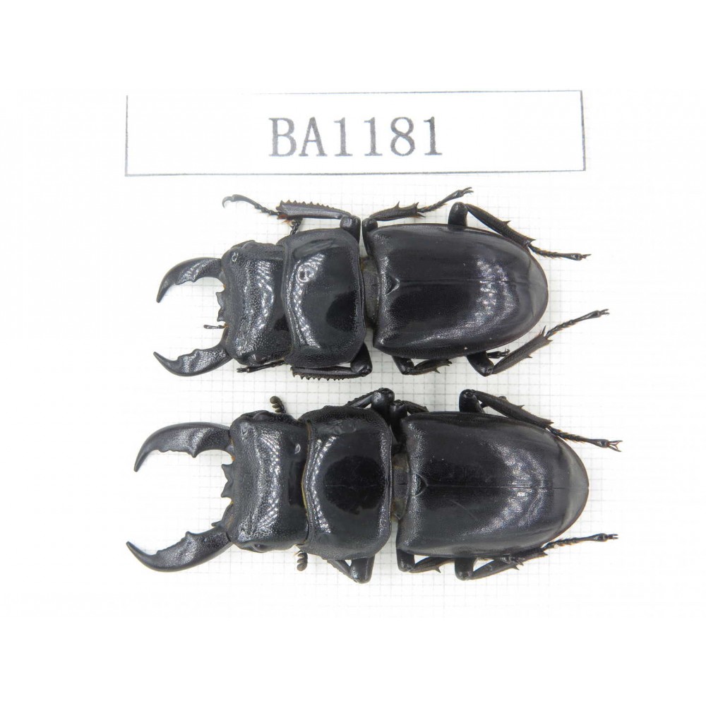Dorcus sp. China, Guizhou, Qiandongnan, Mt.Leigongshan. 2M. BA1181.