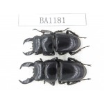 Dorcus sp. China, Guizhou, Qiandongnan, Mt.Leigongshan. 2M. BA1181.