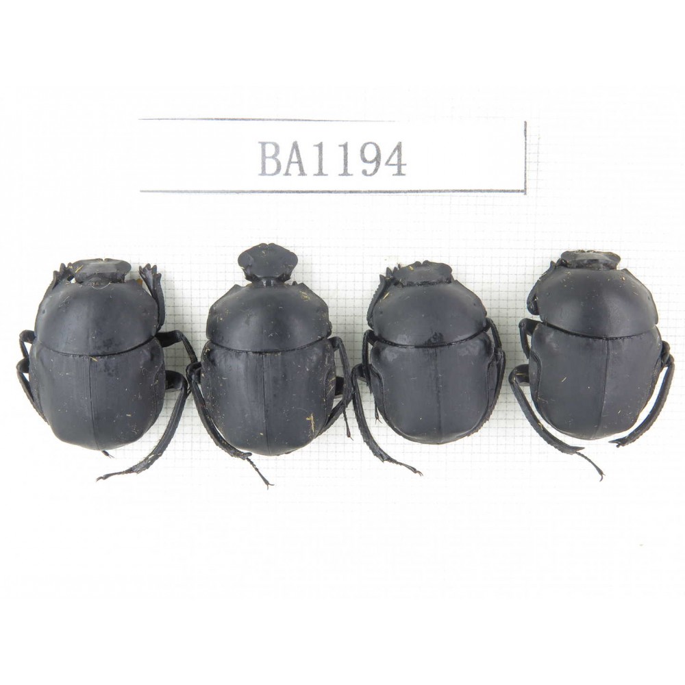 Geotrupidae sp. China, Guizhou, Tongren, Yinjiang county. 4Pcs. BA1194.