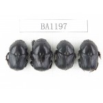 Geotrupidae sp. China, Guizhou, Tongren, Yinjiang county. 4Pcs. BA1197.