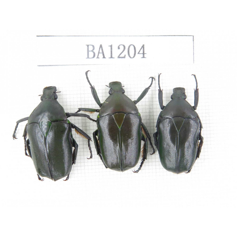 Cetoniidae sp. China, Guizhou, Tongren, Yinjiang county. 3Pcs. BA1204.