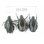 Cetoniidae sp. China, Guizhou, Tongren, Yinjiang county. 3Pcs. BA1204.