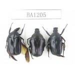 Cetoniidae sp. China, Guizhou, Tongren, Yinjiang county. 3Pcs. BA1205.