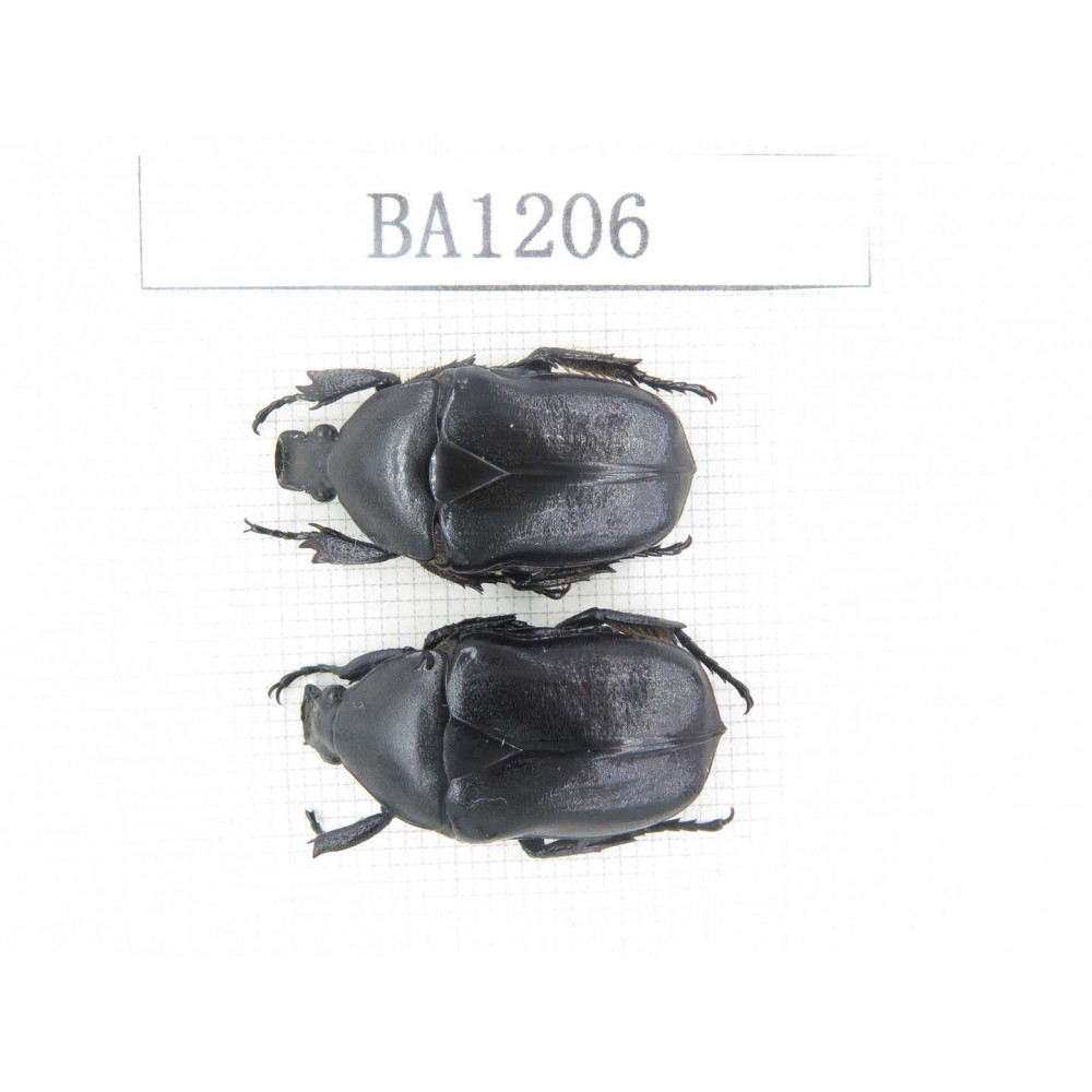 Cetoniidae sp. China, Guizhou, Tongren, Yinjiang county. 2Pcs. BA1206.