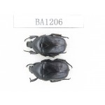 Cetoniidae sp. China, Guizhou, Tongren, Yinjiang county. 2Pcs. BA1206.