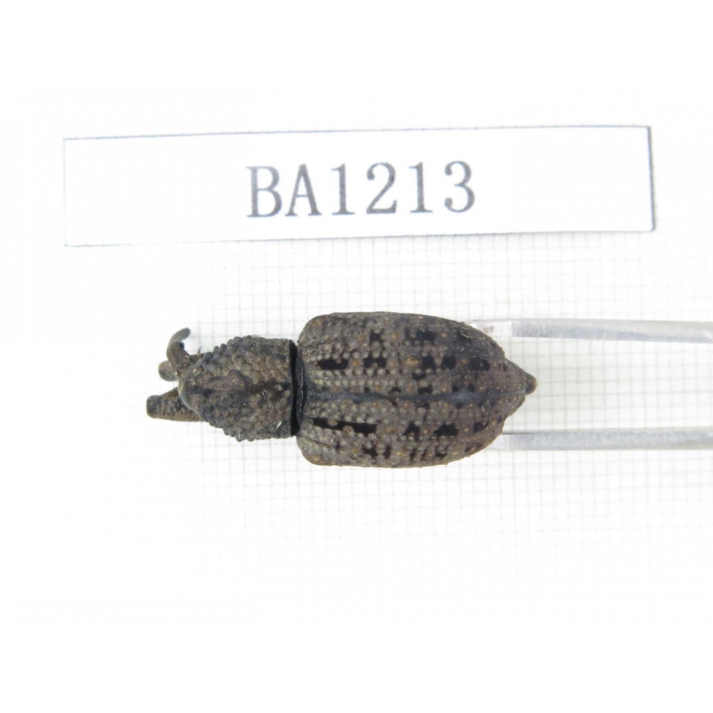 Curculionidae sp. China, Guizhou, Tongren, Yinjiang county. 1Pcs. BA1213.