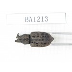Curculionidae sp. China, Guizhou, Tongren, Yinjiang county. 1Pcs. BA1213.