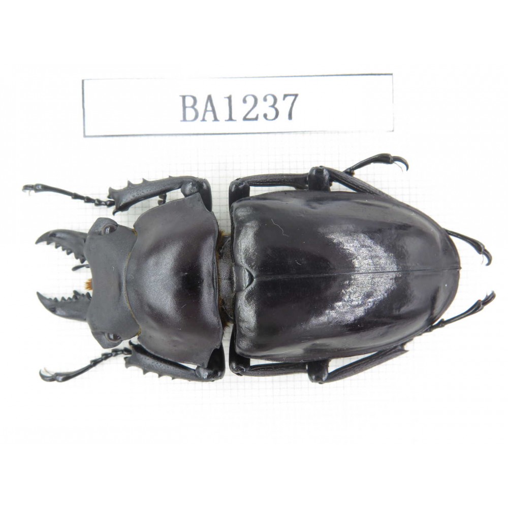 Neolucanus sp. China, Yunnan, Honghe, Jinping county. 1M. BA1237.