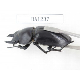 Neolucanus sp. China, Yunnan, Honghe, Jinping county. 1M. BA1237.