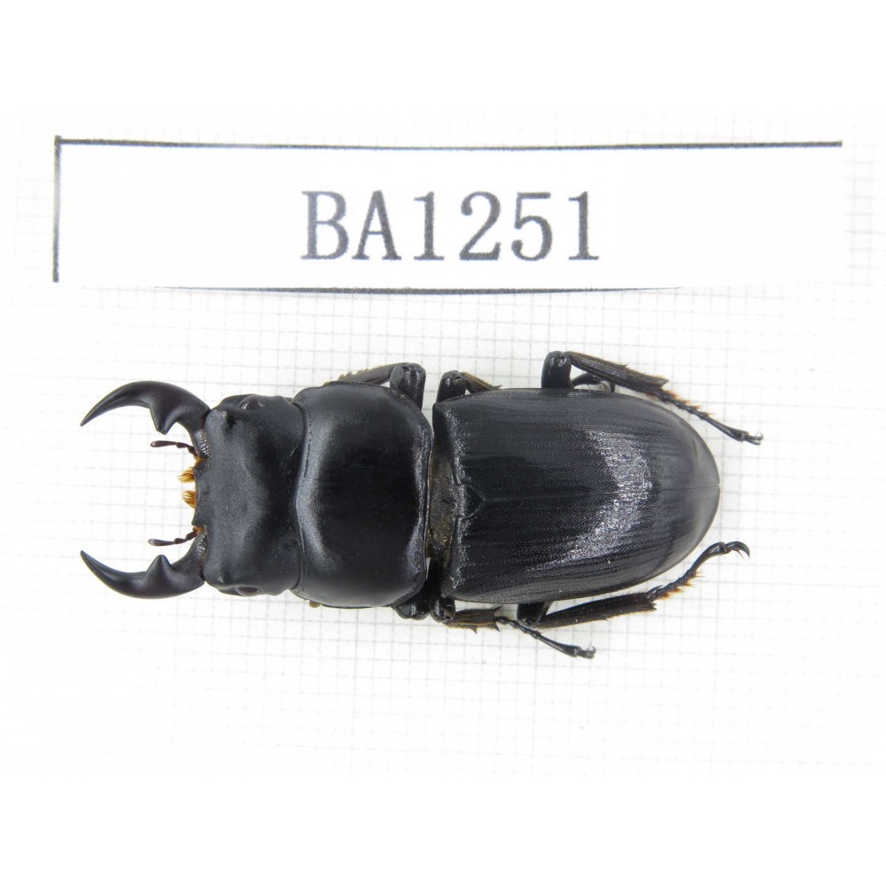 Dorcus sp. China, Yunnan, Honghe, Jinping county. 1M. BA1251.