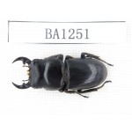 Dorcus sp. China, Yunnan, Honghe, Jinping county. 1M. BA1251.