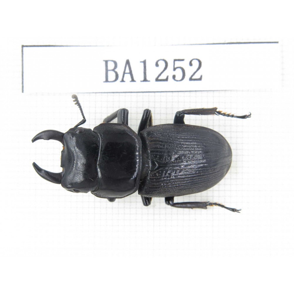 Dorcus sp. China, Yunnan, Honghe, Jinping county. 1M. BA1252.