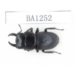 Dorcus sp. China, Yunnan, Honghe, Jinping county. 1M. BA1252.