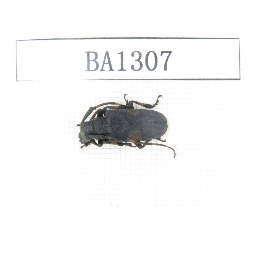 Cerambycidae sp. China, Yunnan, Honghe, Jinping county. 1Pcs. BA1307.
