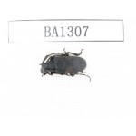 Cerambycidae sp. China, Yunnan, Honghe, Jinping county. 1Pcs. BA1307.