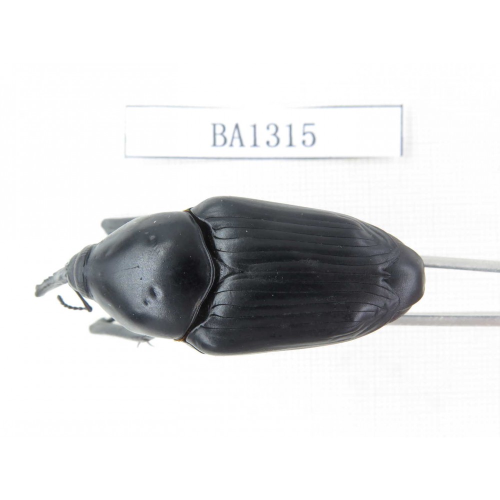 Curculionidae sp. China, Yunnan, Honghe, Pingbian county. 1Pcs. BA1315.