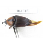 Curculionidae sp. China, Yunnan, Honghe, Pingbian county. 1Pcs. BA1316.