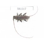 Cerambycidae sp. China, Yunnan, Honghe, Pingbian county. 1Pcs. BA1317.