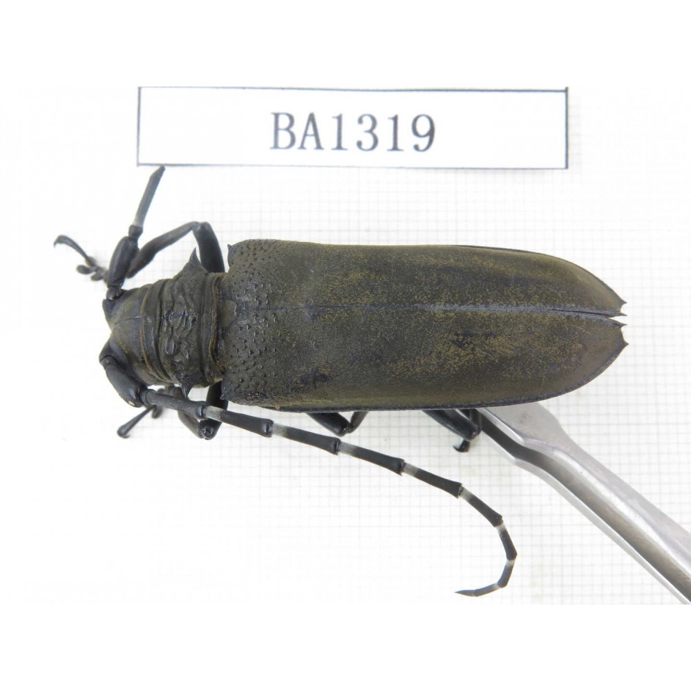Cerambycidae sp. China, Yunnan, Honghe, Pingbian county. 1Pcs. BA1319.