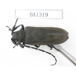 Cerambycidae sp. China, Yunnan, Honghe, Pingbian county. 1Pcs. BA1319.