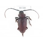 Cerambycidae sp. China, Yunnan, Honghe, Pingbian county. 1Pcs. BA1320.