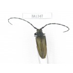 Cerambycidae sp. China, Yunnan, Honghe, Yuanyang county. 1Pcs. BA1347.
