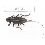 Cerambycidae sp. China, Yunnan, Honghe, Yuanyang county. 1Pcs. BA1349.