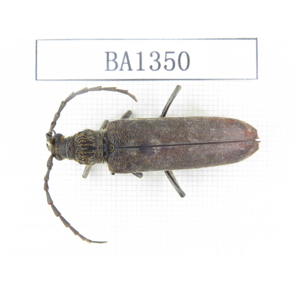 Cerambycidae sp. China, Yunnan, Honghe, Yuanyang county. 1Pcs. BA1350.
