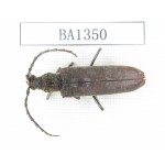 Cerambycidae sp. China, Yunnan, Honghe, Yuanyang county. 1Pcs. BA1350.