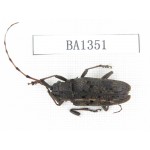 Cerambycidae sp. China, Yunnan, Honghe, Yuanyang county. 1Pcs. BA1351.