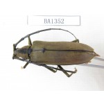 Cerambycidae sp. China, Yunnan, Honghe, Yuanyang county. 1Pcs. BA1352.