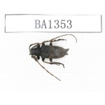 Cerambycidae sp. China, Yunnan, Honghe, Yuanyang county. 1Pcs. BA1353.