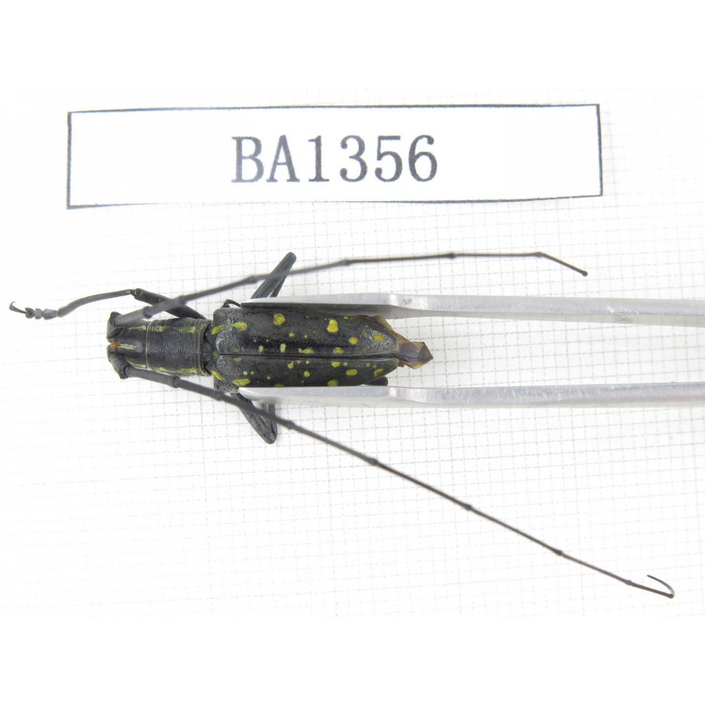 Cerambycidae sp. China, Yunnan, Honghe, Yuanyang county. 1Pcs. BA1356.