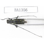 Cerambycidae sp. China, Yunnan, Honghe, Yuanyang county. 1Pcs. BA1356.
